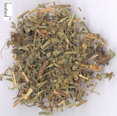 Agrimony Agrimonia eupatoria